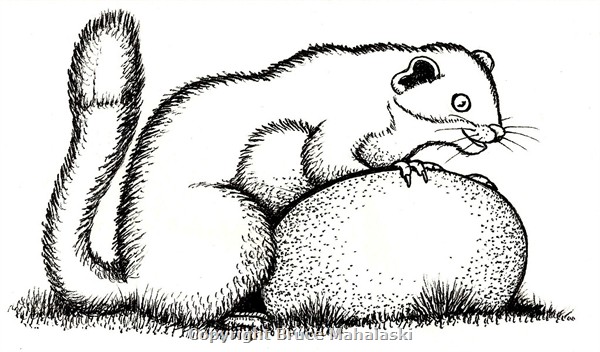 09 -Stoat with Kiwi Egg-  Picture